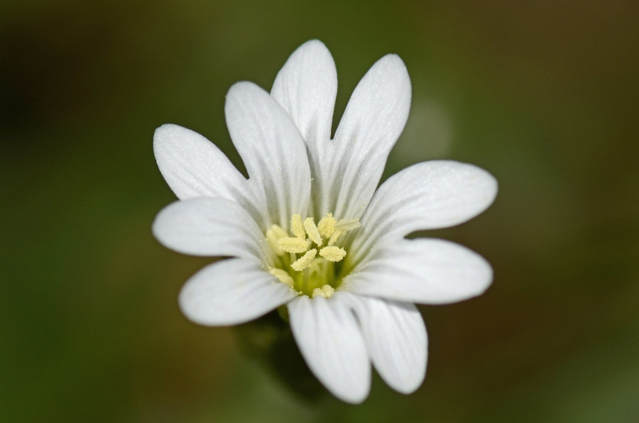 Cerastium sp.?